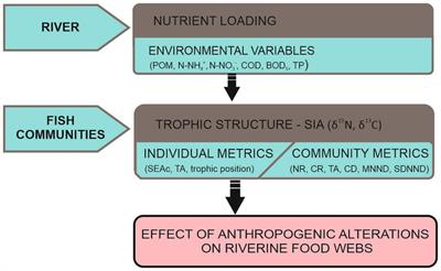 Anthropogenic nutrient loading affects both individual species and the trophic structure of river fish communities
